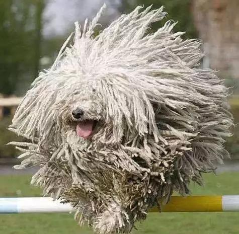 45种狗狗很难得一见你认识几种,45种最难得一见的狗