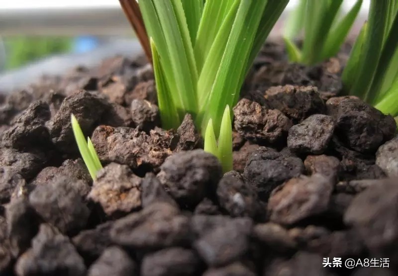 每日一品兰花价格,每日一品茶叶