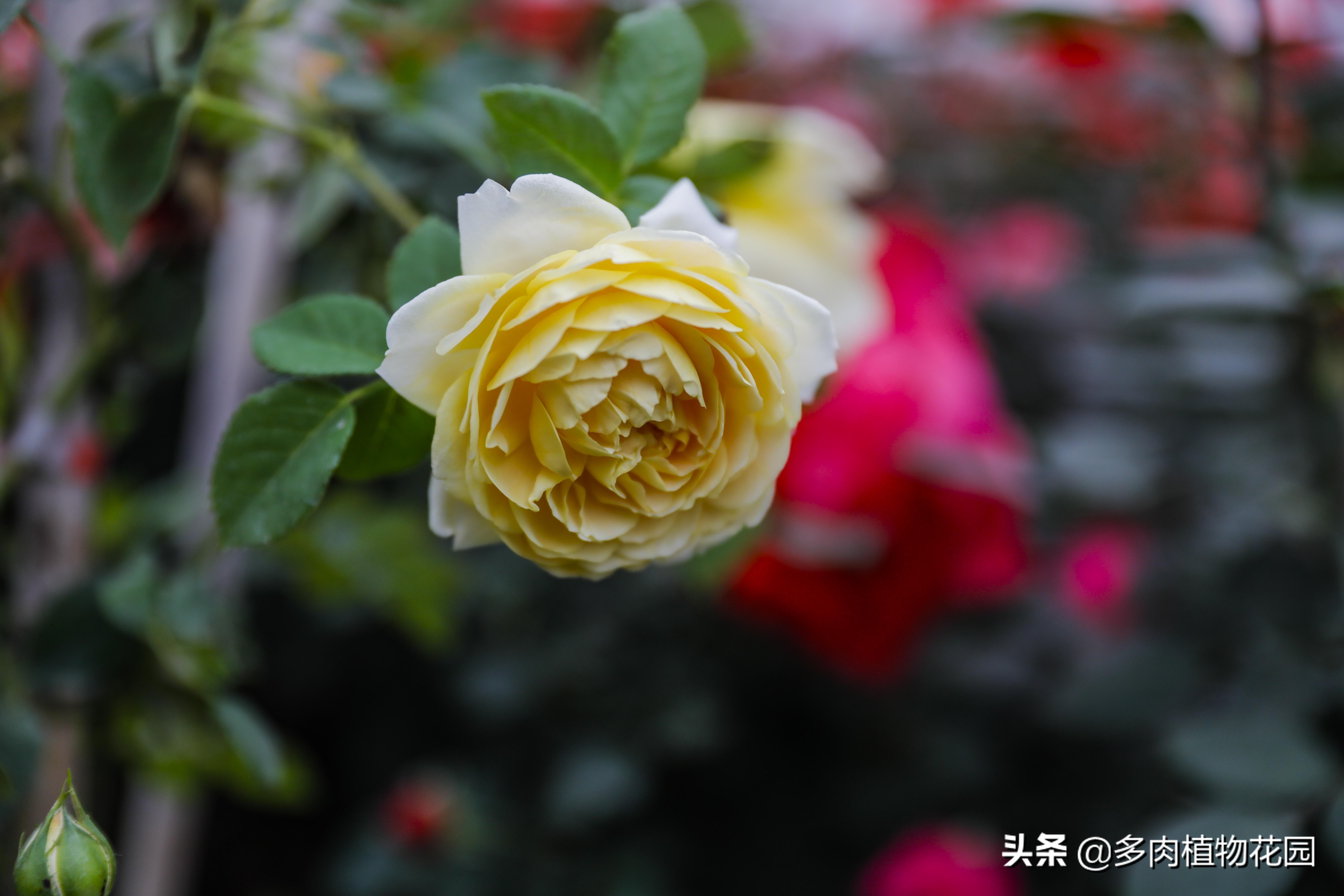 露台月季花的养护,月季花苗养护方法