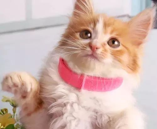 如何给猫咪做驱虫,如何给猫咪做正确的驱虫