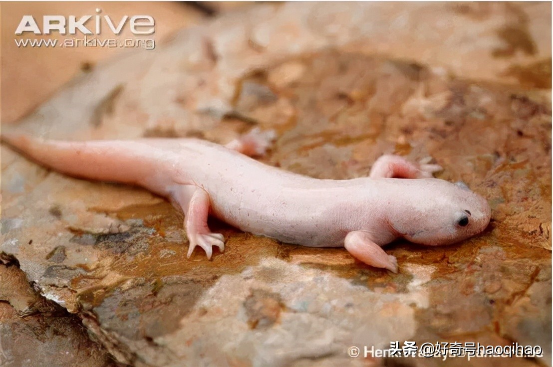 六角恐龙鱼为什么有再生能力,六角恐龙鱼腿再生