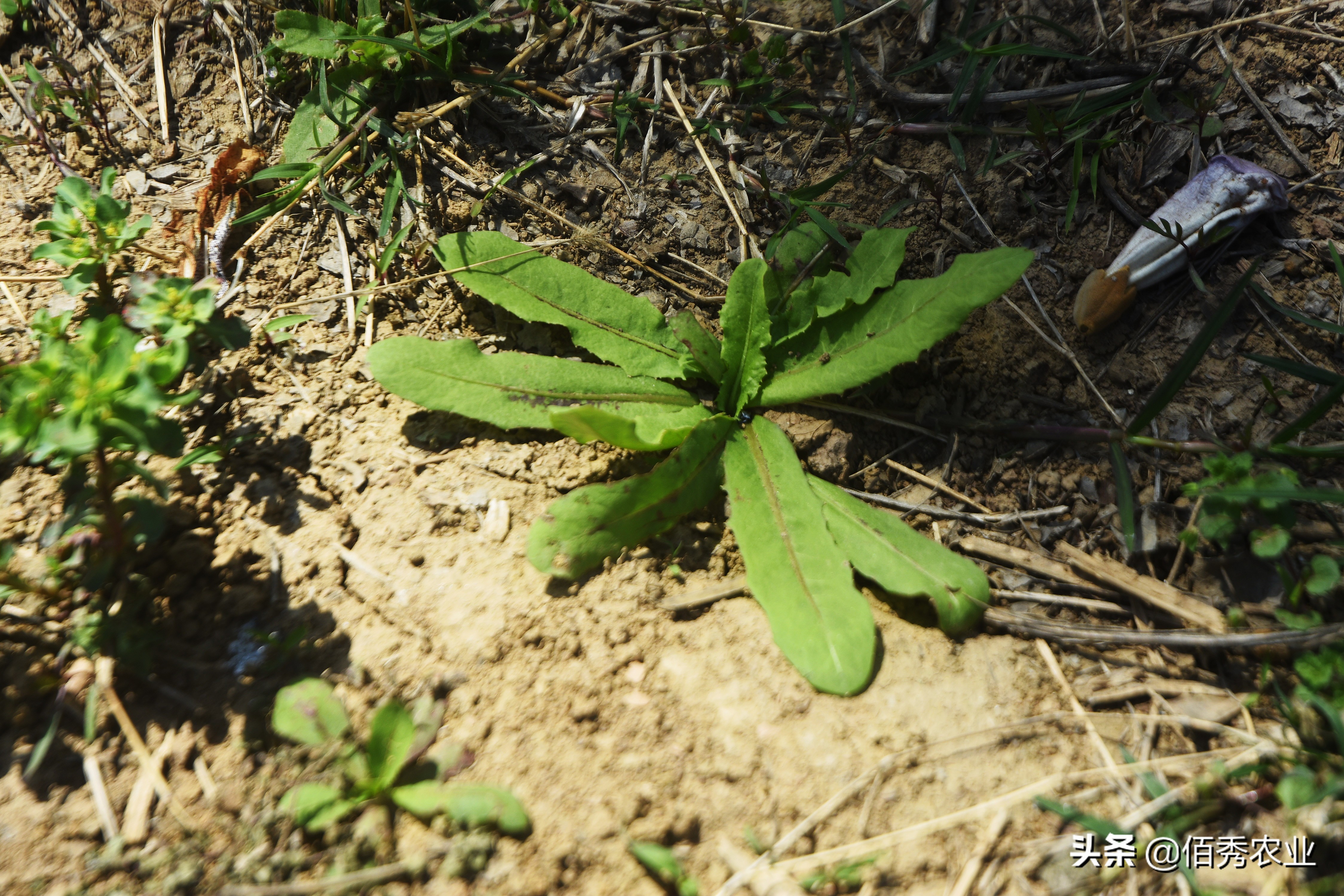 蒲公英野菜可以吃吗有什么好处,蒲公英农家菜