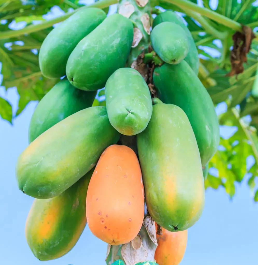 喝了这个汤，我才发现木瓜原来不是美丽的误会