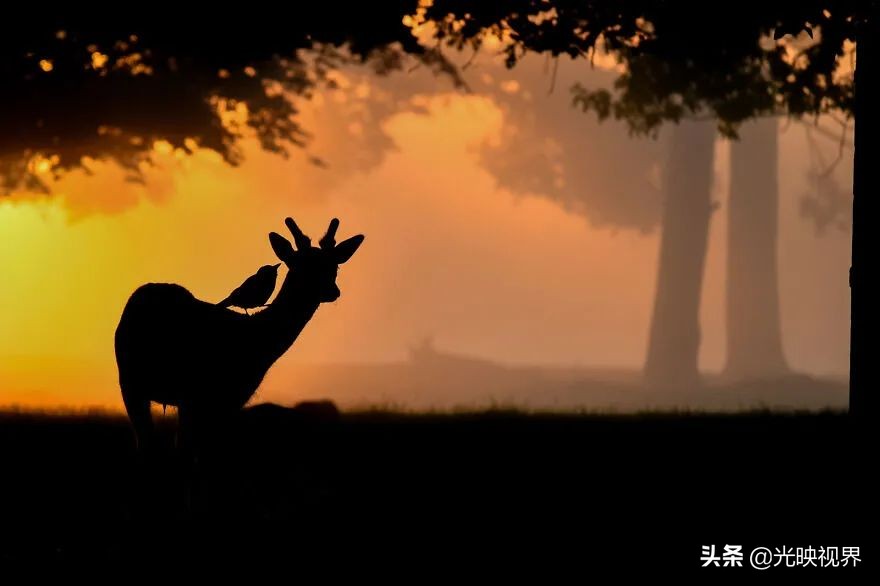 世界鸟类顶级摄影大全,2022年最佳鸟类摄影师奖35张照片