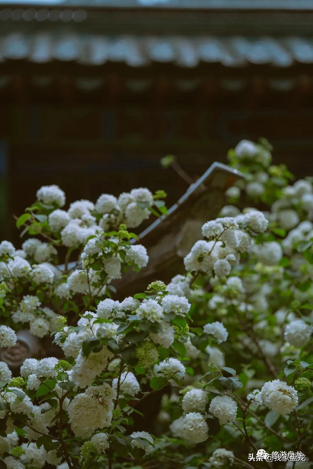 100张照片一百种幸福,100张图片带你去云南