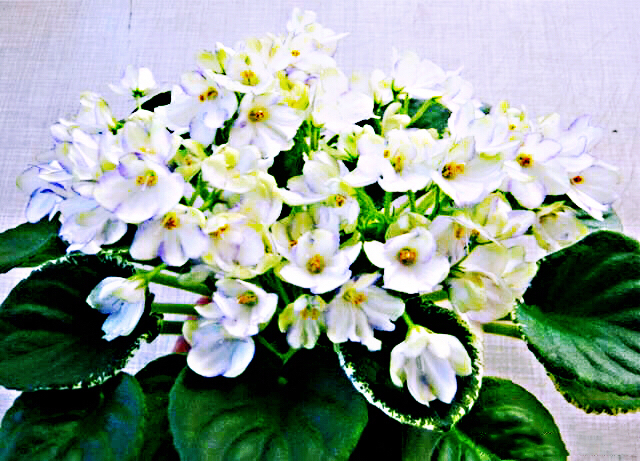 非洲紫罗兰盆栽,紫罗兰花卉盆栽图片