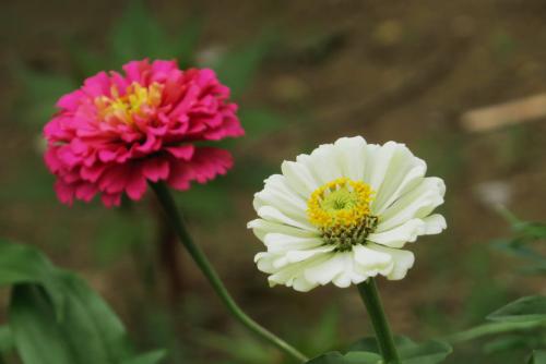 100种漂亮的夏花图片,30种夏花图片大全