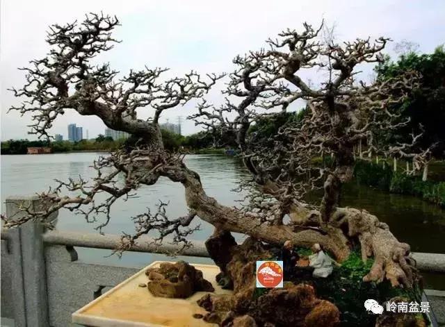 临水式金弹子盆景图片大全欣赏,看盆景展里赏心悦目的盆景