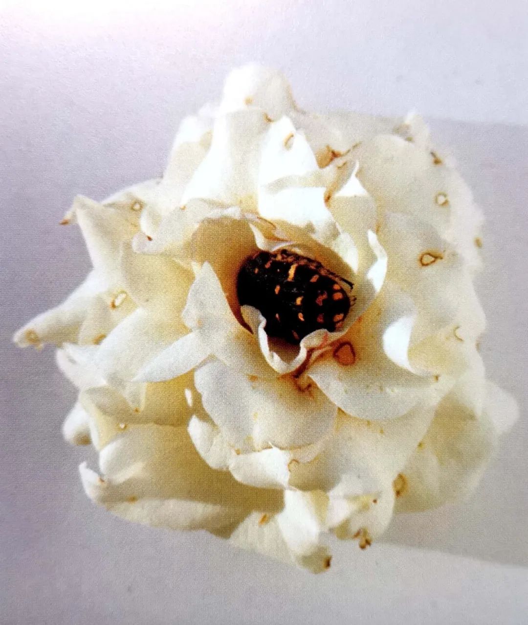 6月即到，阳台上的盆栽月季这样养必能爆花到让你欣喜