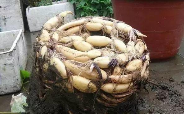 碗莲开花后的种子还可以用吗,碗莲种子种的第一年能开花吗