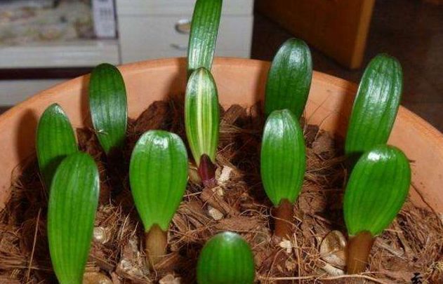君子兰的种植方法和繁殖方法,君子兰如何在家庭种植方面育苗呢