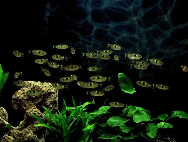 观赏鱼为什么容易惊吓,观赏鱼会因为鱼缸小而发闷吗