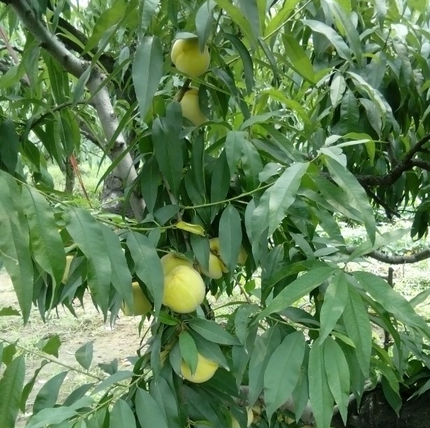 西安渭河风景,西安渭河草滩