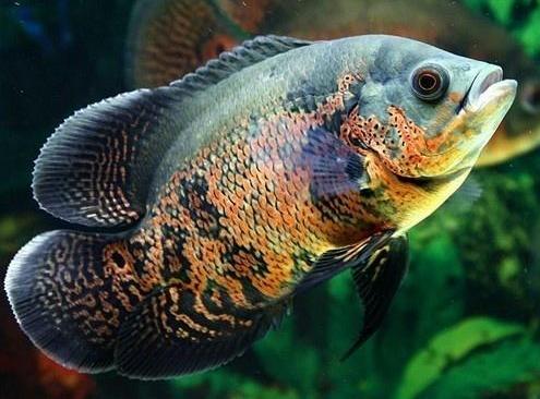 南美慈鲷,慈鲷有黑色的吗