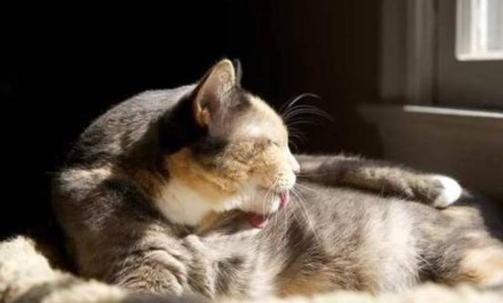 常见的猫咪皮肤病有哪些？如何治疗和预防猫癣和猫咪黑下巴？