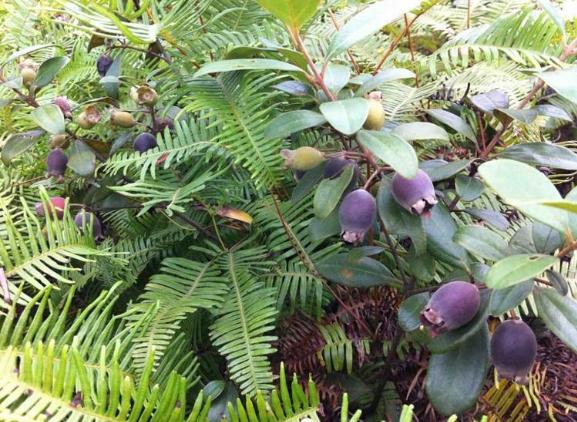 这4种以前不起眼的野果，现农民人工种植，亩收益过万元