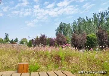 毒隐翅虫怎么来家里的,毒隐翅虫最佳治疗方法