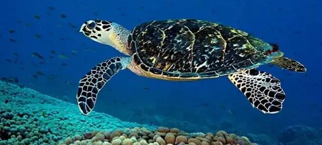 玳瑁玄武,玳瑁是四大圣兽