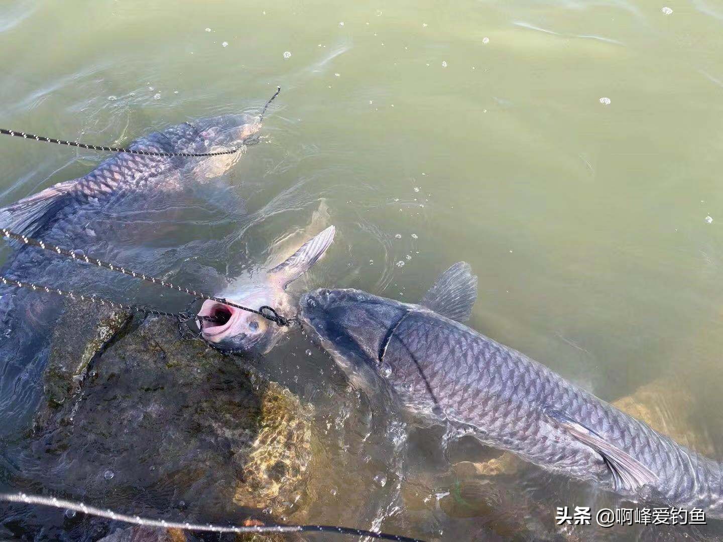 钓青鱼教程全过程,钓青鱼的技巧和方法讲解