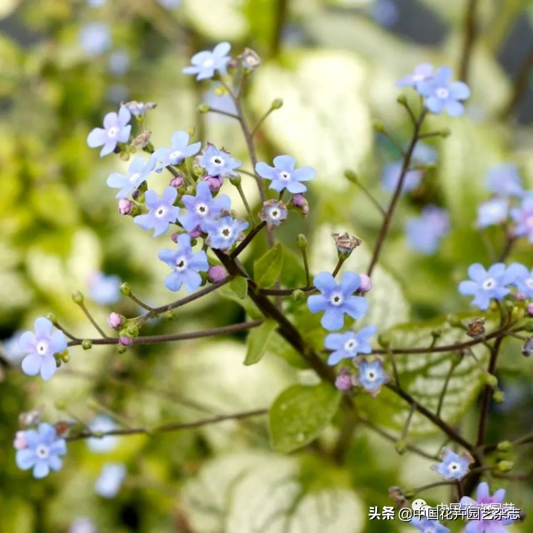 全球知名育种商网上推新品——TerraNova、ProvenWinners|环球