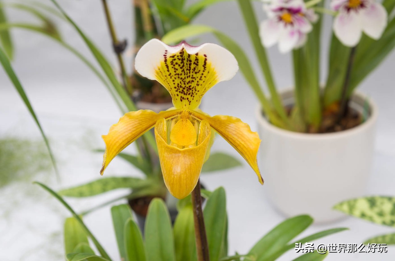 揭秘假兰花,兰花造假的种种骗局