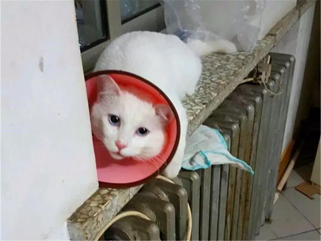 猫咪绝育后护理方法,猫猫绝育后如何护理