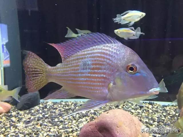 食土鲷一般多大尺寸,食土鲷哪个品种小一点