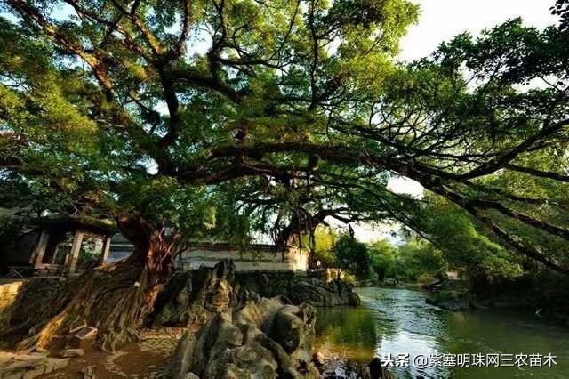 黄姚古镇大黄牛客栈团购优惠,贺州市昭平县黄姚古镇大黄牛客栈