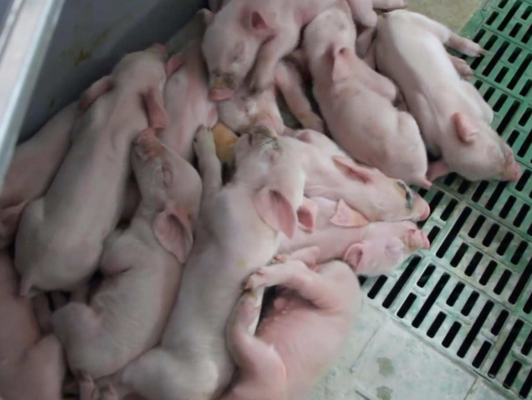 猪产床怎么设计,猪落地式产床