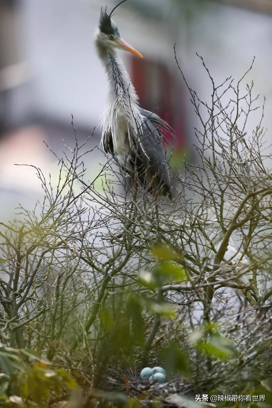 从西到东：贵州——沿河流“黔”行在这里一万种辣椒吃法向你奔来