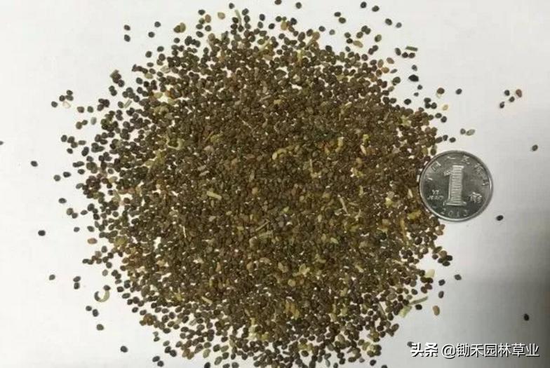 适合盐碱地的植物有哪些,绿化草耐旱品种