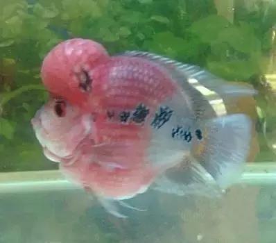 红色黄色的热带鱼是什么热带鱼,热带鱼类型有哪些