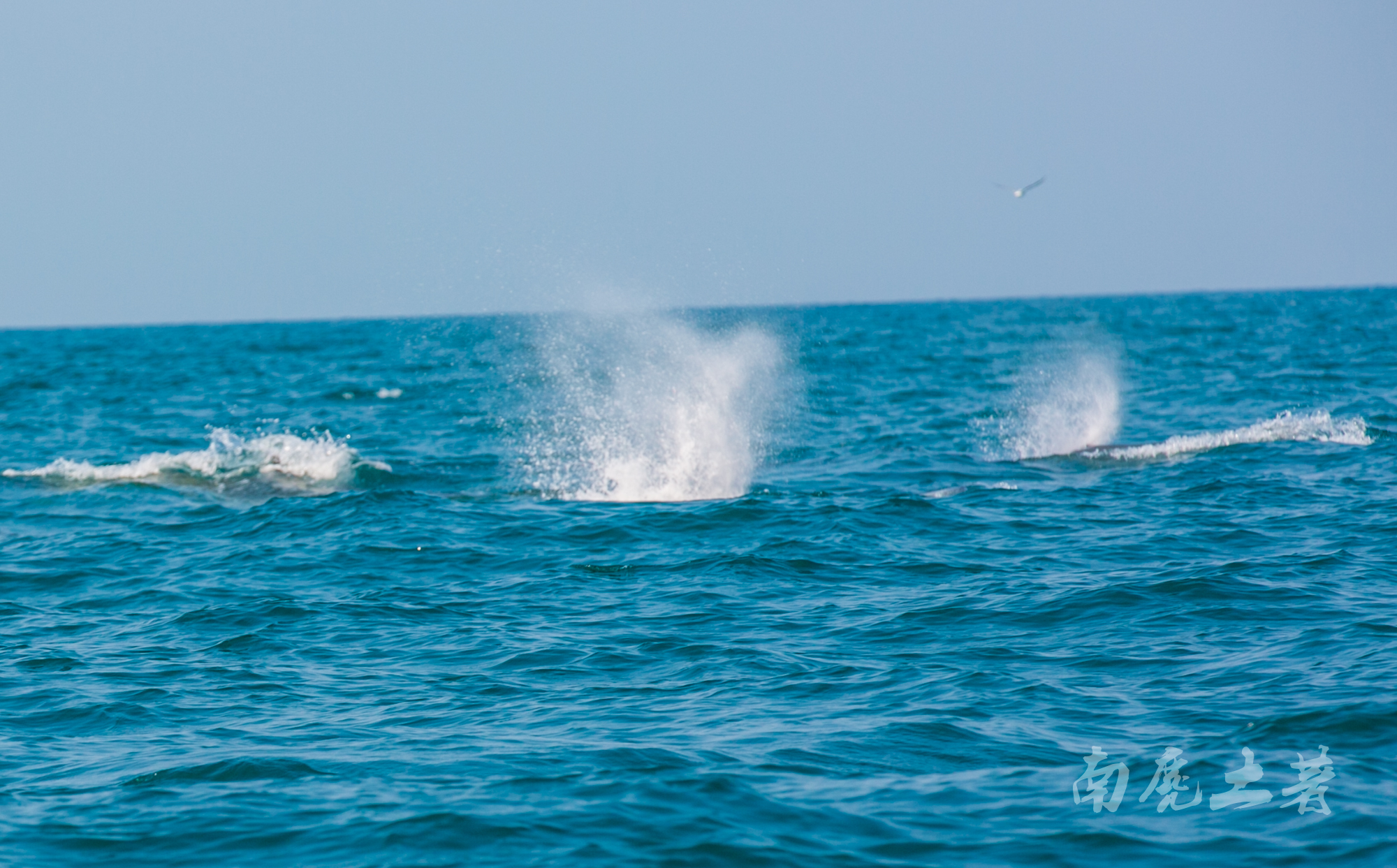 鎶栭煶缃戠孩椴搁奔,椴搁奔缃戠孩