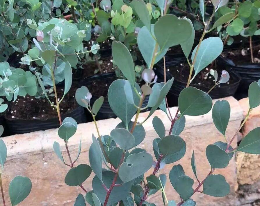 尤加利花适合室内养吗,适合夏季养的花惊艳好养小雏菊