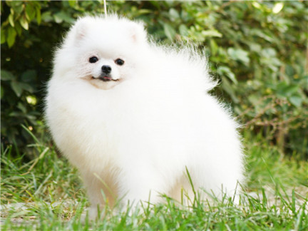 有哪些非常护家的宠物犬,十大最可爱的陪伴犬