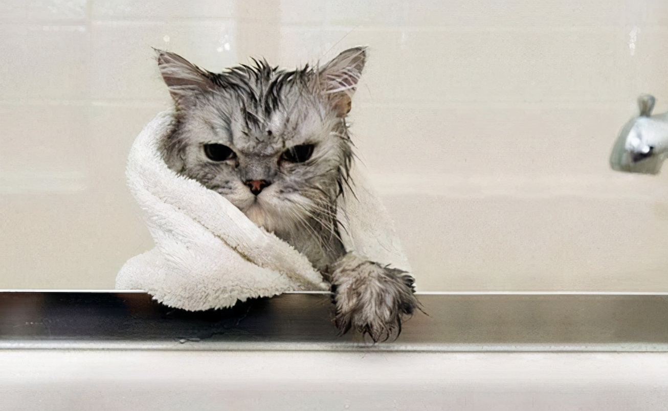 新手养猫省钱攻略教程,新手零基础养猫攻略