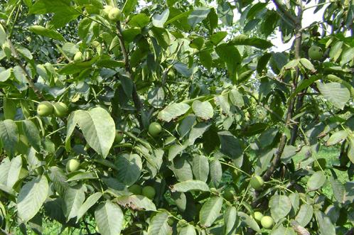 核桃常见病虫害与防治论文,什么病虫害导致核桃黑皮