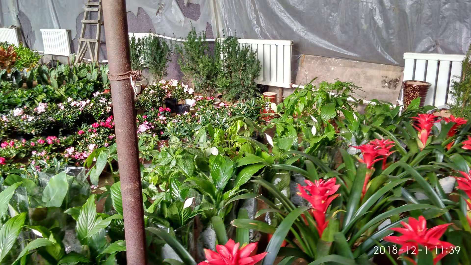 沈阳花卉市场扔花的地方,沈阳花卉市场