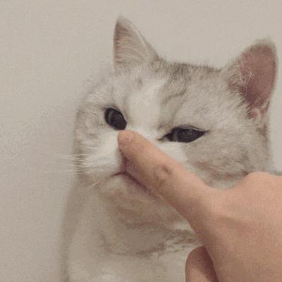 猫咪总是咬人怎么办这几招来教你,猫咪爱咬人怎么办教你一招