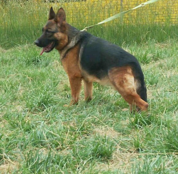 如何辨别一只标准的德国牧羊犬,最好的德国牧羊犬什么特征