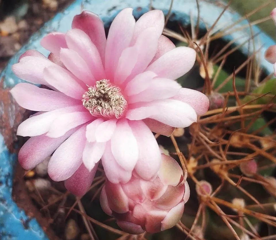 太极莲仙人球,狂莲仙人球