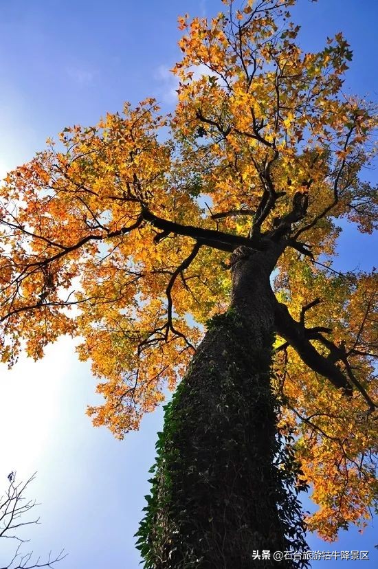 如何介绍牯牛降,牯牛降介绍简介