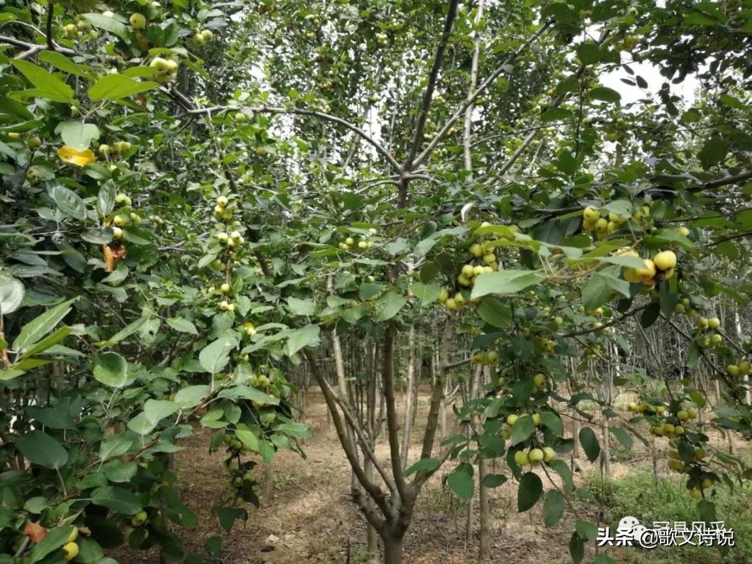 山东冠县精品苗木基地,冠县种植基地