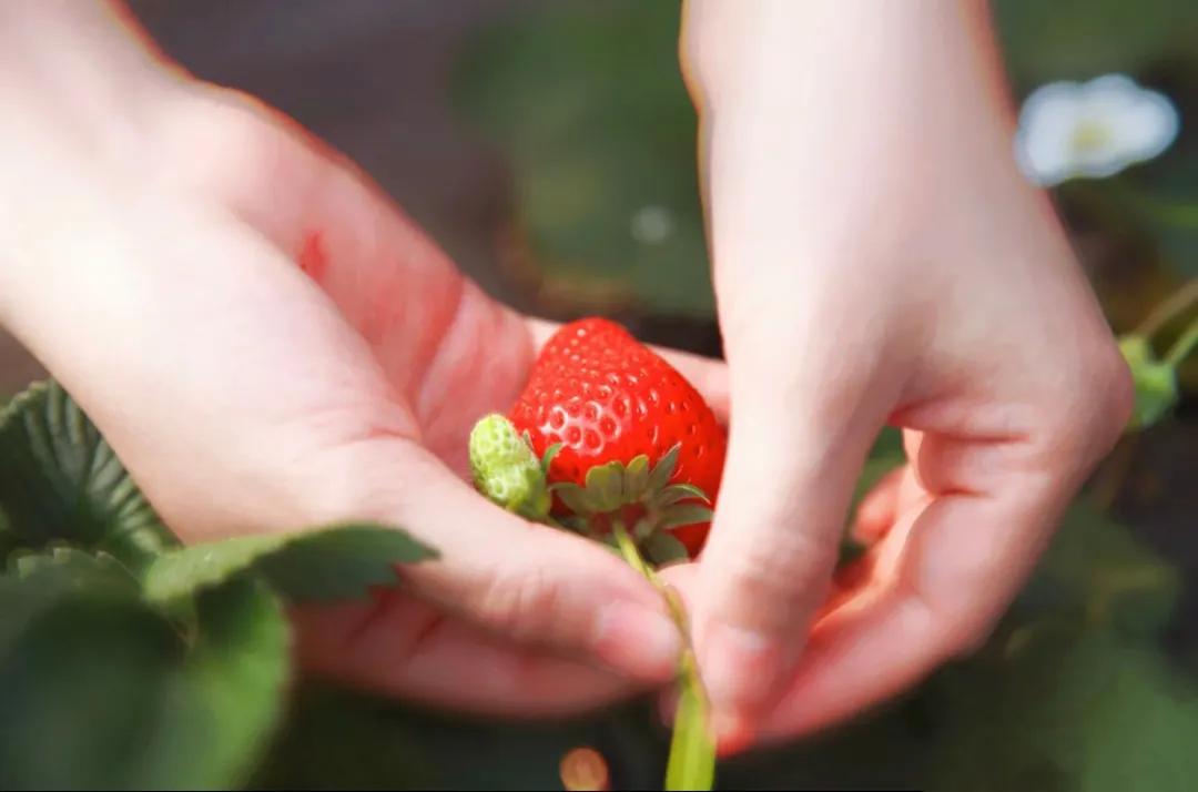 一个不出郑州的踏青好去处,天津春游公园推荐