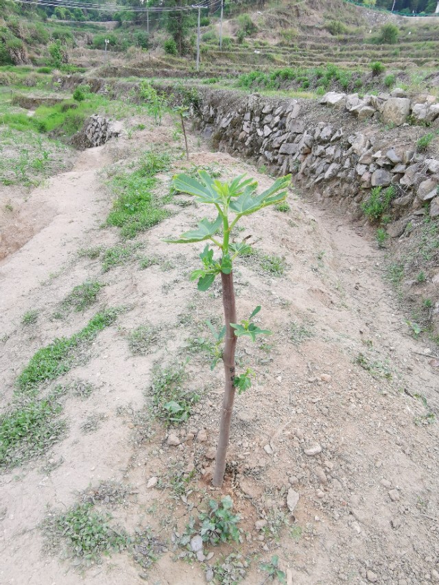 老爸栽的果木，品种很多哦！