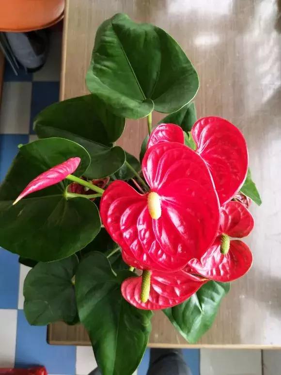 红掌枯萎还会长新叶吗,红掌黄叶腐烂枯萎怎么补救