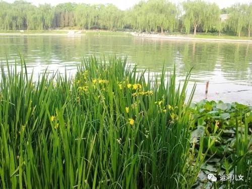 水边：里下河的孩子，与水结缘，与水生植物结缘