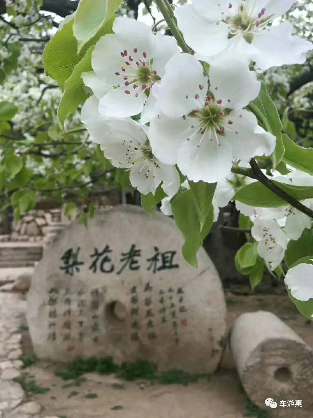 又到梨花盛开时美不胜收,又到梨花纷飞的季节