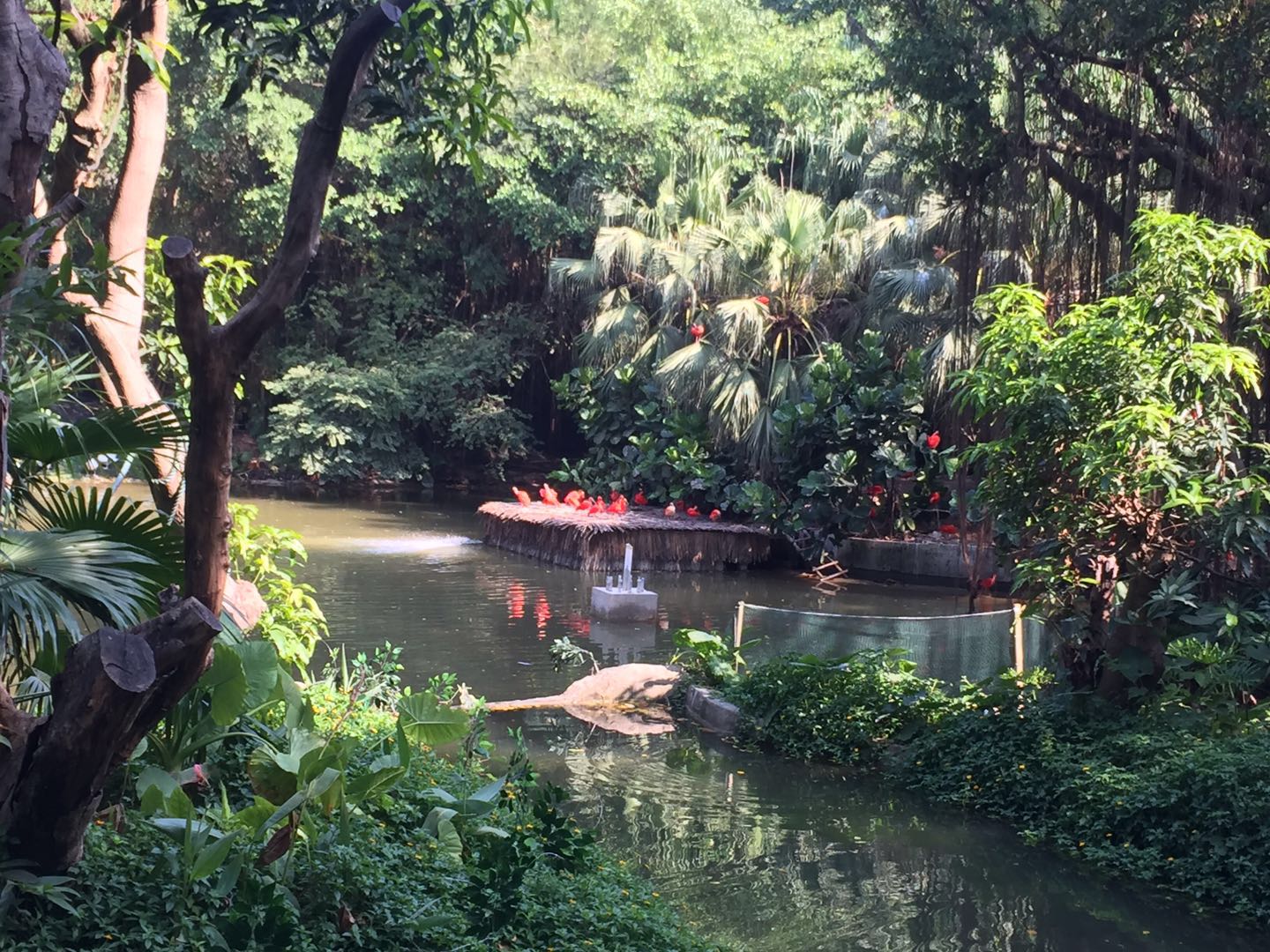 哪里有大熊猫动物园,哪些动物园值得看大熊猫