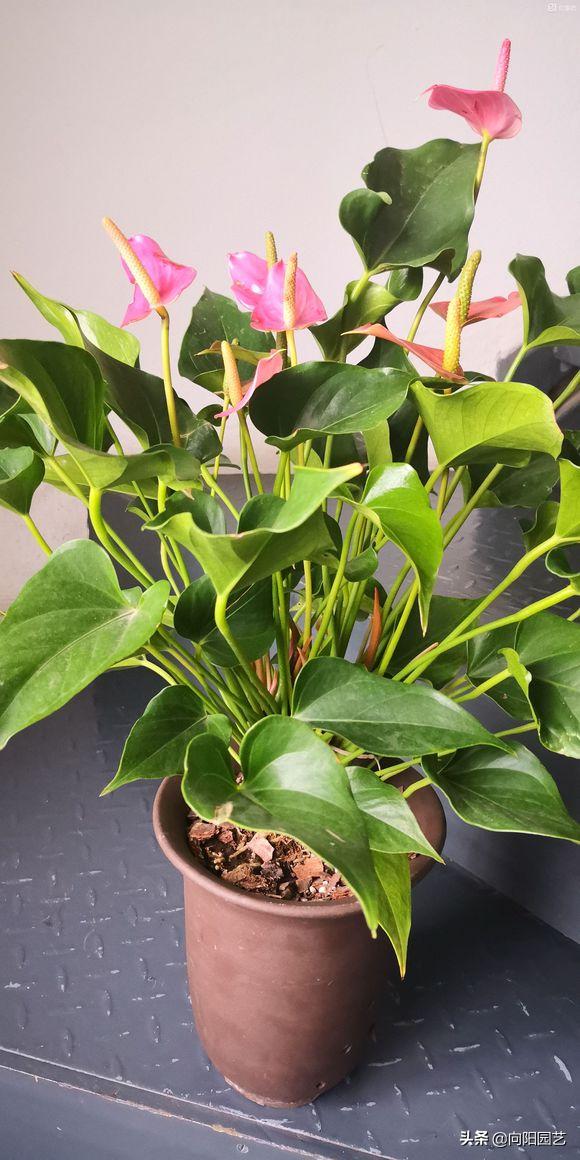 家里养的红掌突然蔫了怎么办,红掌叶子蔫了焦边干枯是怎么回事
